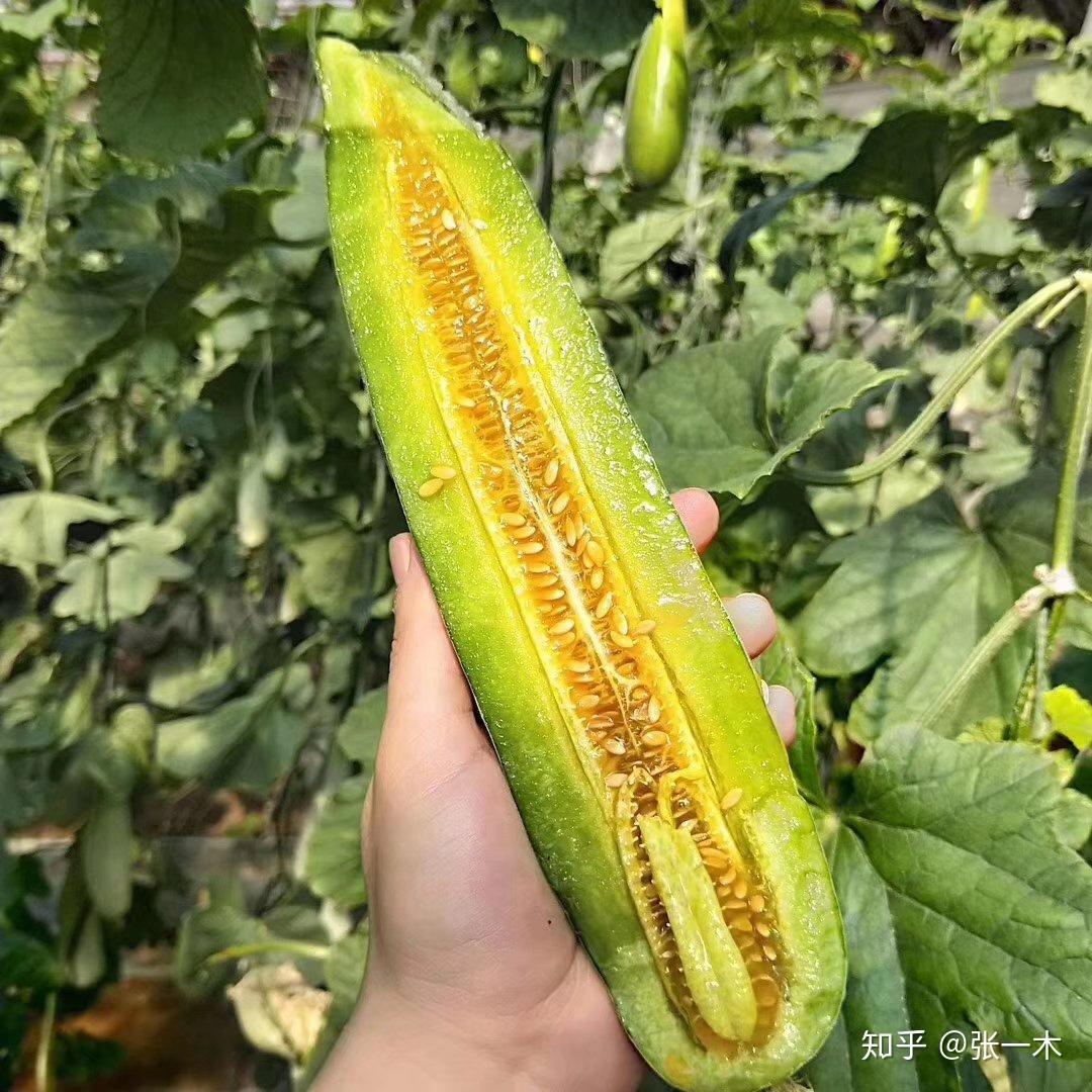 科技引领下的香瓜价格最新行情与新鲜触手可及