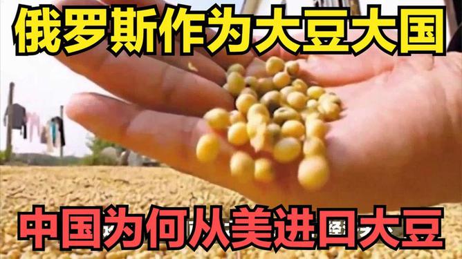 中国大豆进口最新动态，力量变化中的自信与成就感展现