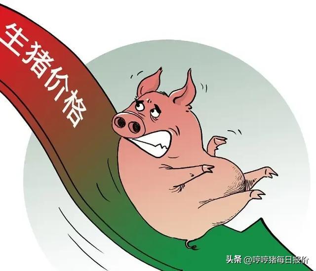 今日猪价最新动态，全面指南