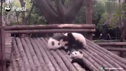 探寻大熊猫最新萌态与生活，最新熊猫视频大放送