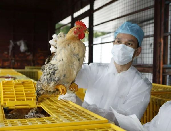 河南禽流感实时更新，最新消息与动态