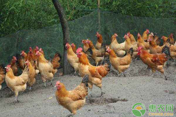 肉毛鸡最新行情与小巷深处的味觉盛宴