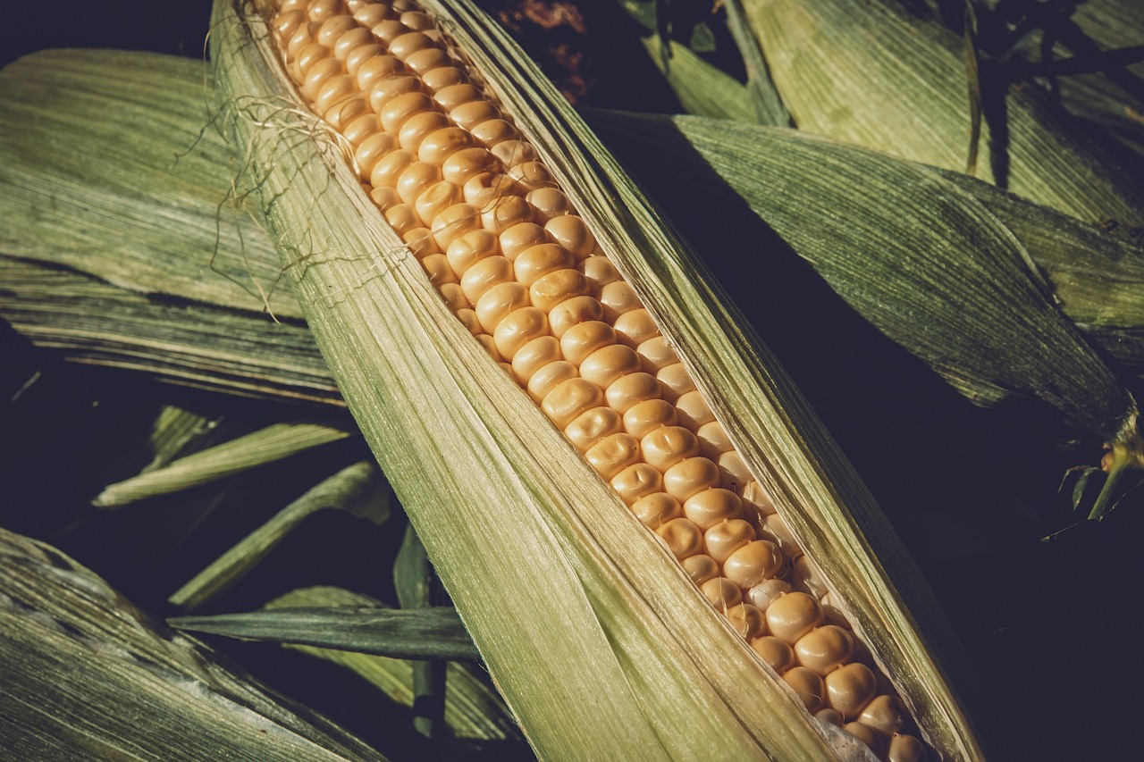 山东玉米价格最新行情走势与小巷美食奇缘揭秘