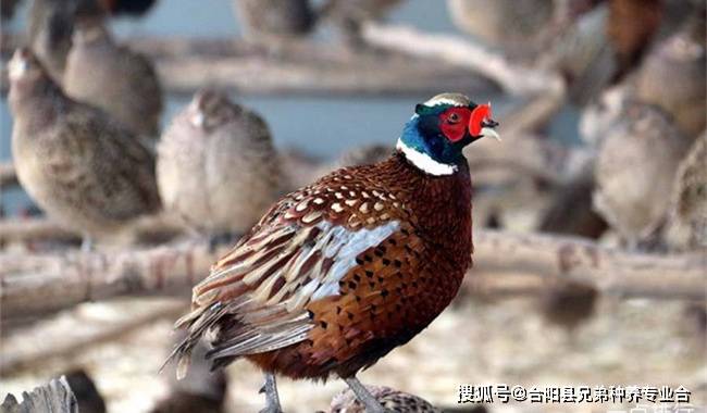解析与观点阐述